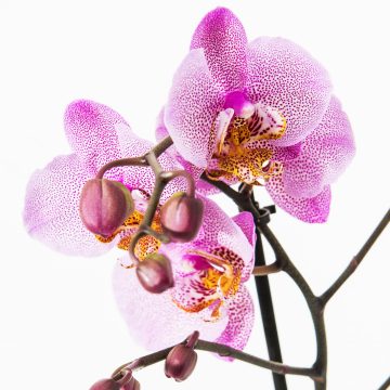 Floritutorial: Le orchidee
