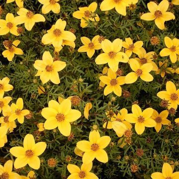 I Floriconsigli di Marzo