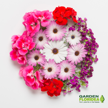 Floritutorial: colori e novità primavera!