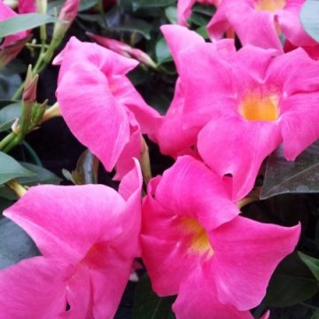 Floritutorial: le Dipladenia!