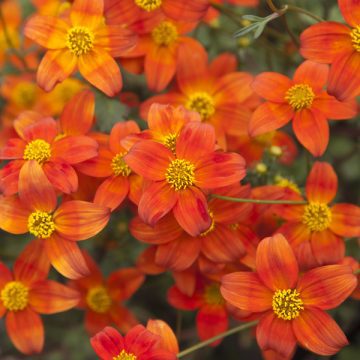 Floritutorial: le Bidens!