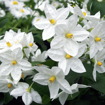 Floritutorial: il Solanum!