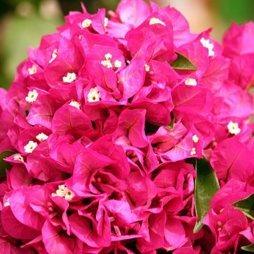 Floritutorial: la Bouganville!