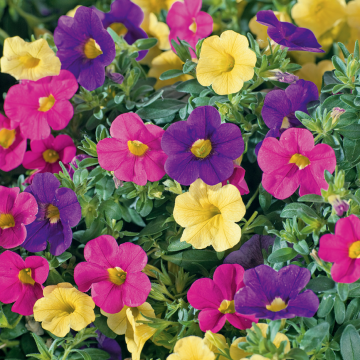 Floritutorial: Calibrachoa, la super petunia!
