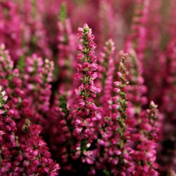 Floritutorial: la Calluna!