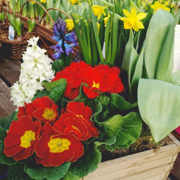 È tempo di bulbi al Garden Floridea!
