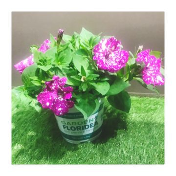 È arrivata la splendida Petunia Babydoll!