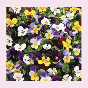#Floriofferta Viole
