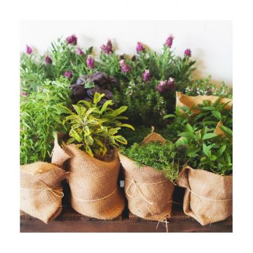 Un esperto di orto e aromatiche bio
