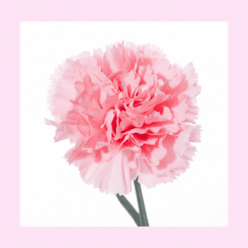 #Floriofferta garofani in vaso