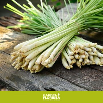 Citronella, pianta dall'odore prezioso