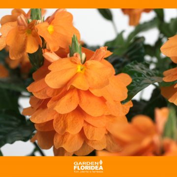 Crossandra