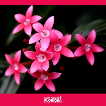 Pentas, il fiore delle stelle