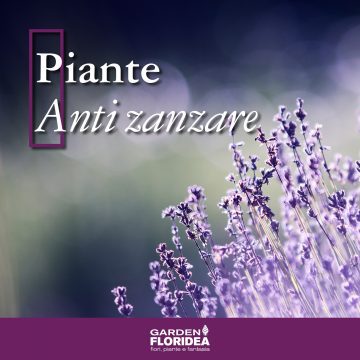 Scopri le piante anti zanzare!