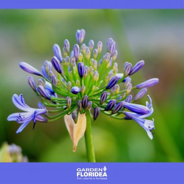 Agapanthus, il “fiore dell’amore”