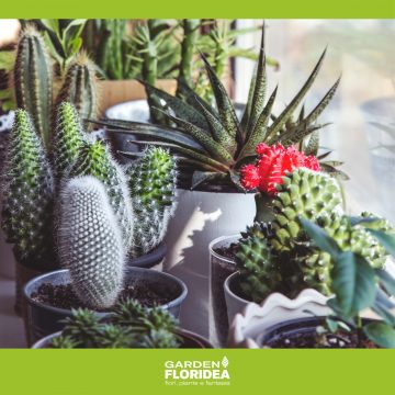 Imperdibile offerta: cactus e le piante grasse