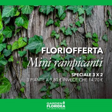 #Floriofferta mini rampicanti