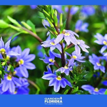 Scaevola: graziosa piantina dal portamento ricadente