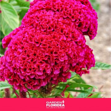 Celosia Cristata, un'esplosione di colore!