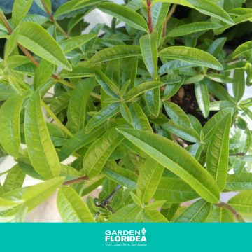 Citronella: pianta antizanzare