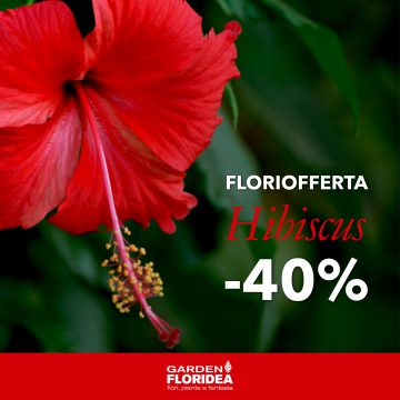 #Floriofferta Hibiscus