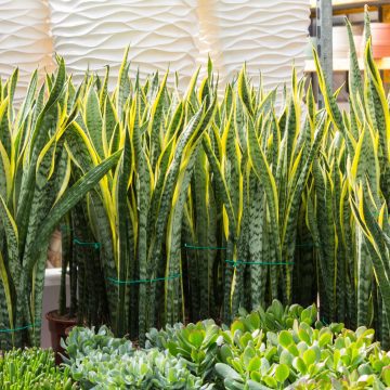 Sansevieria, la pianta che depura l'aria della tua casa!