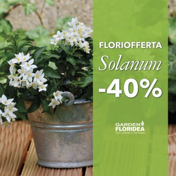 #Floriofferta Solanum