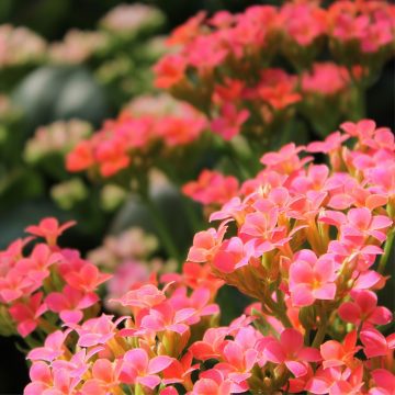 Kalanchoe, una pianta che ama la casa