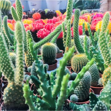 #Floriofferta Cactus e piante grasse