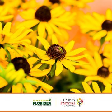 Black-eyed Susan: il fiore australiano per chi non si ferma mai!