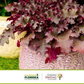 Heuchera: una splendida pianta che riempie i giardini di colori!