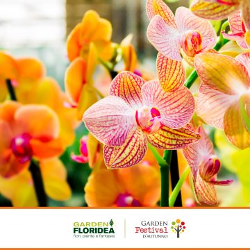 Orchidea: dona un tocco di eleganza ai tuoi ambienti!