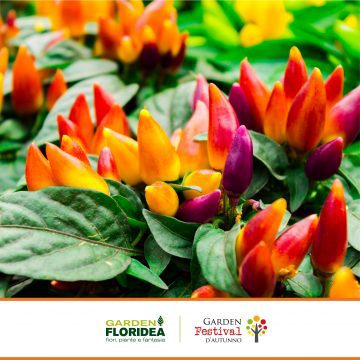 Peperoncino ornamentale: un'esplosione di colori!