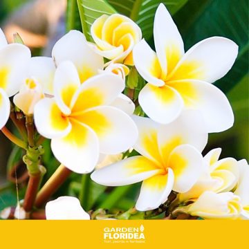 Plumeria, un gioiello della natura!