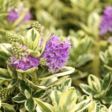 Floritutorial: l'autunno è la nuova primavera