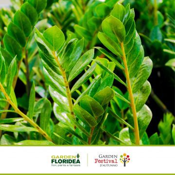 Zamioculcas: la gemma della Tanzania