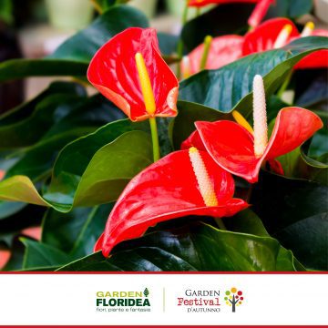 Anthurium: una pianta davvero multitasking!