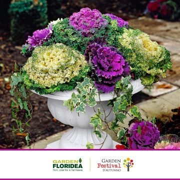 Abbellisci le tue aiuole con la colorata Brassica!