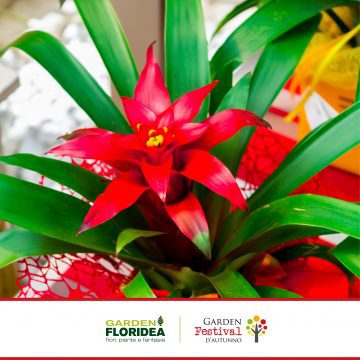 Bromelia: pianta d’appartamento di grande effetto