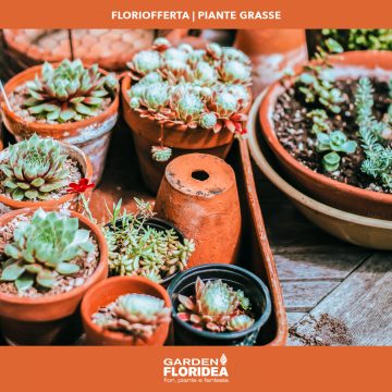 #Floriofferta Piante grasse