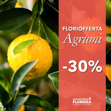 #Floriofferta Agrumi, Olivi e Cycas!