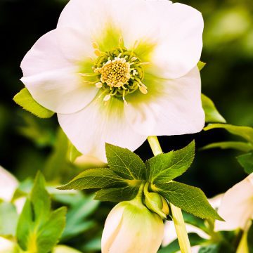 Elleboro: la Rosa di Natale