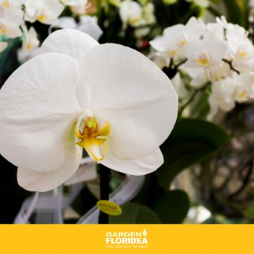Orchidea: un esemplare di eleganza!