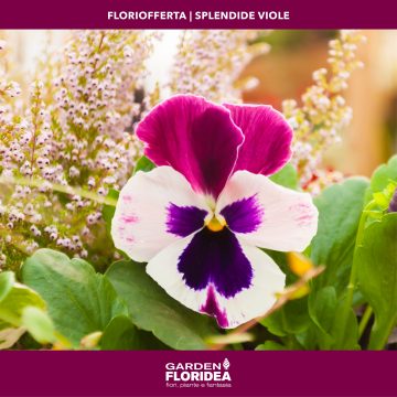 #Floriofferta coloratissime viole