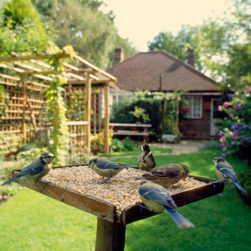 Birdgardening: come realizzare il giardino degli uccelli