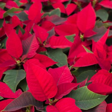 Colorate stelle di natale