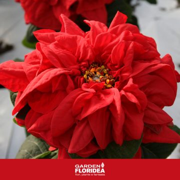 Winter rose poinsettia: questo Natale regala una pianta!