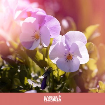 Delicate viole!