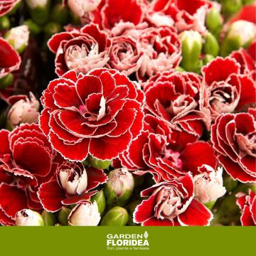 I primi garofani sono già sbocciati da Garden Floridea!
