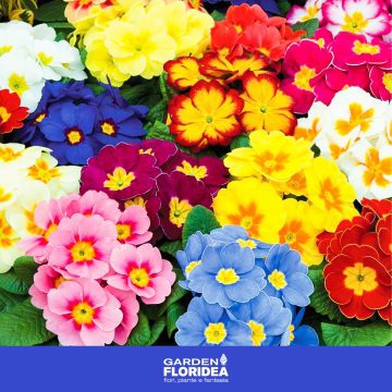 Coloratissime primule